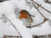 robin-in-the-snow