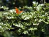 comma-butterfly-in-the-woodland