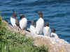 guillemots-on-skomer-in-june