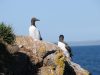 guillemots-on-skomer-in-june