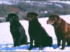 labradors-in-the-snow