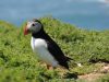 puffin-on-skomer-island-in-june